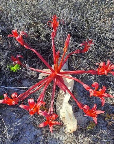 Brunsvigia orientalis brightening the beach vegetation